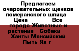 Предлагаем очаровательных щенков померанского шпица › Цена ­ 15 000 - Все города Животные и растения » Собаки   . Ханты-Мансийский,Пыть-Ях г.